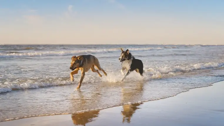 perros en la playa denia perros en la playa