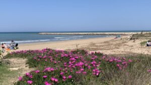 Playa Les Deveses Denia Alicante panoramica dunas Playa Les Deveses Denia Alicante plantas en flor dunas