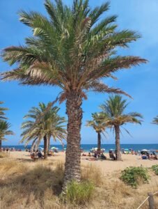 Playa les Albaranes Denia Alicante gente en la sombra de las palmeras