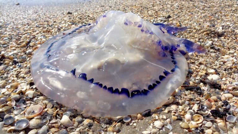 gran medusa sobre la playa