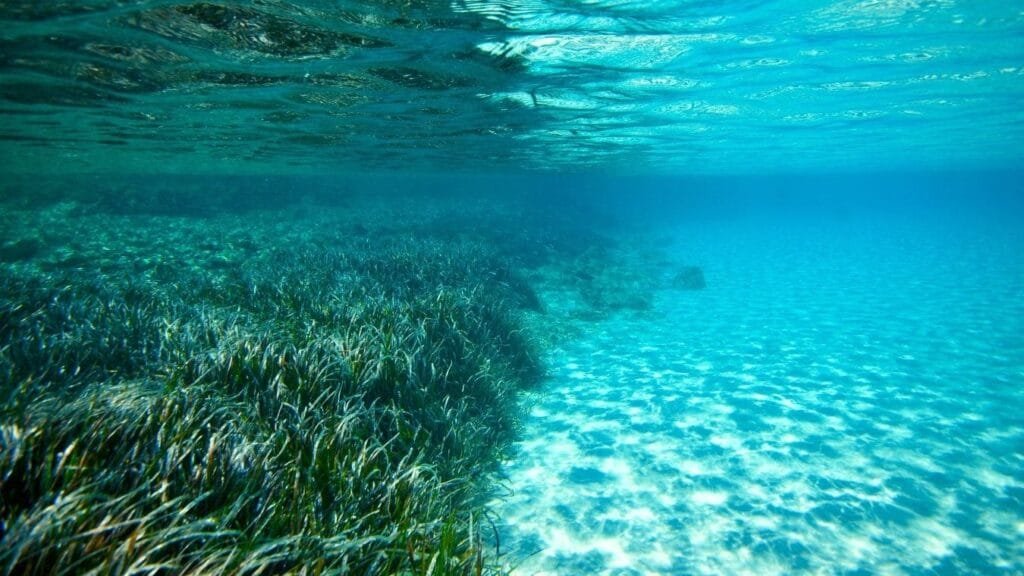 las marinas posidonia snorkel en las marinas pradera de posidonia